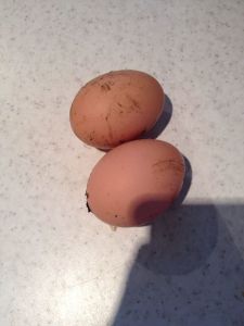 1388115_10152273374436258_1036001660_n