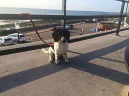 11838557_10153038431035823_2946731469572074082_o