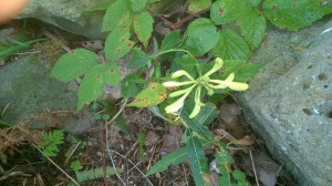 WP_20150928_12_33_35_Pro