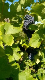 WP_20151001_13_10_09_Pro