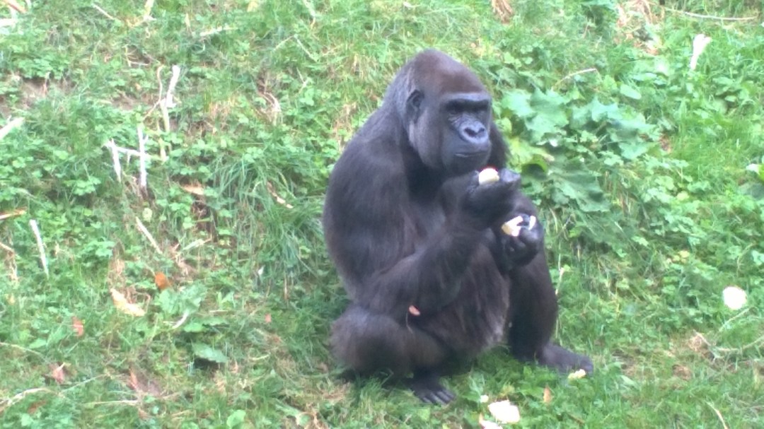 wp_20161022_12_59_10_pro