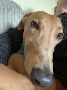 90702065_240168180472845_740543243338383360_n