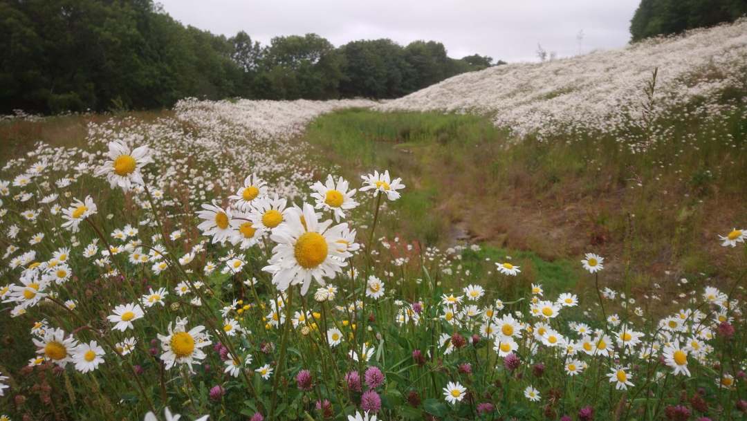 103502187_1080340862362450_2538483417057453972_n